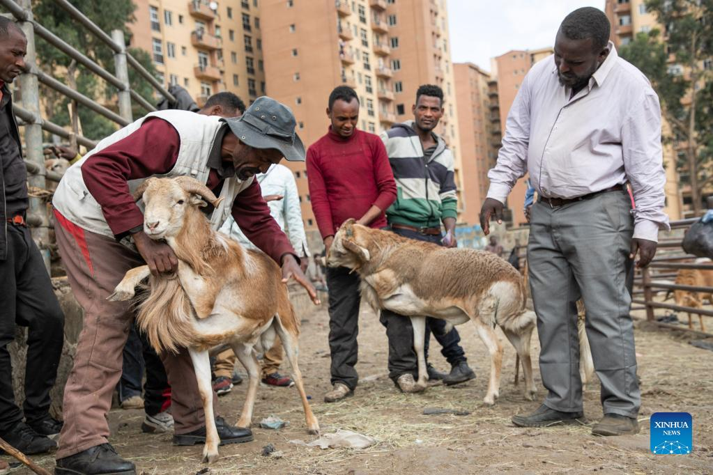 « Les chiens sont également des créatures de Dieu ». En Éthiopie, un combat de fond pour le bien-être animal